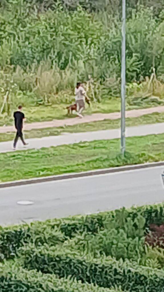 В парке «Солнечная роща» питбуль без намордника покусал овчарку